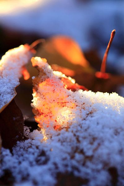 Erster Schnee von Thomas Jäger