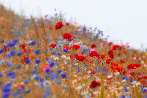 Dream on - coquelicots