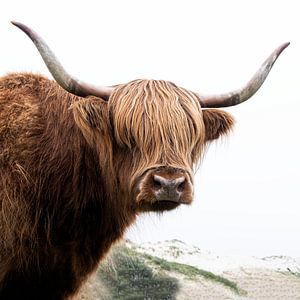 Highlander écossais dans les dunes