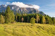 Bultrugweiden, Werdenfelser Land, achter Karwendelgebergte van Walter G. Allgöwer thumbnail