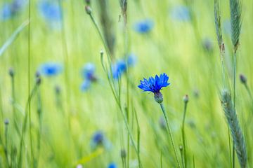 Bleuet dans un champ de blé sur Wicher Oort