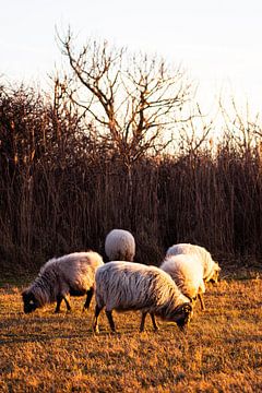 Schapen grazen tijdens zonsondergang in Meijendel van MICHEL WETTSTEIN