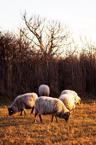 Schapen grazen tijdens zonsondergang in Meijendel