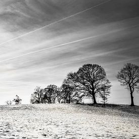Trees in the cold von Wouter Goedvriend