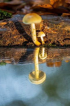 Champignon au bord de l'eau sur Karin Riethoven