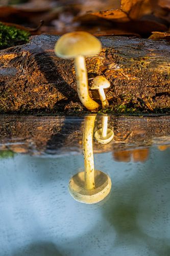 Pilz am Wasser