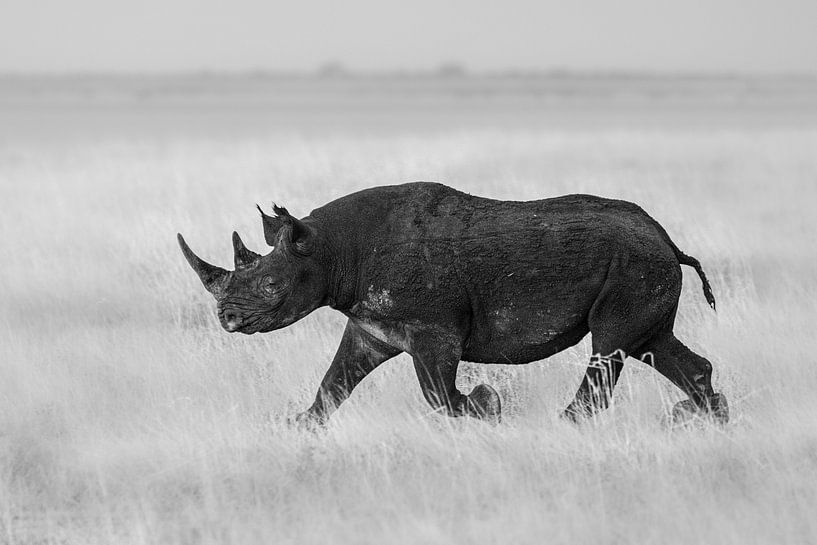 Protéger le rhinocéros par Sharing Wildlife
