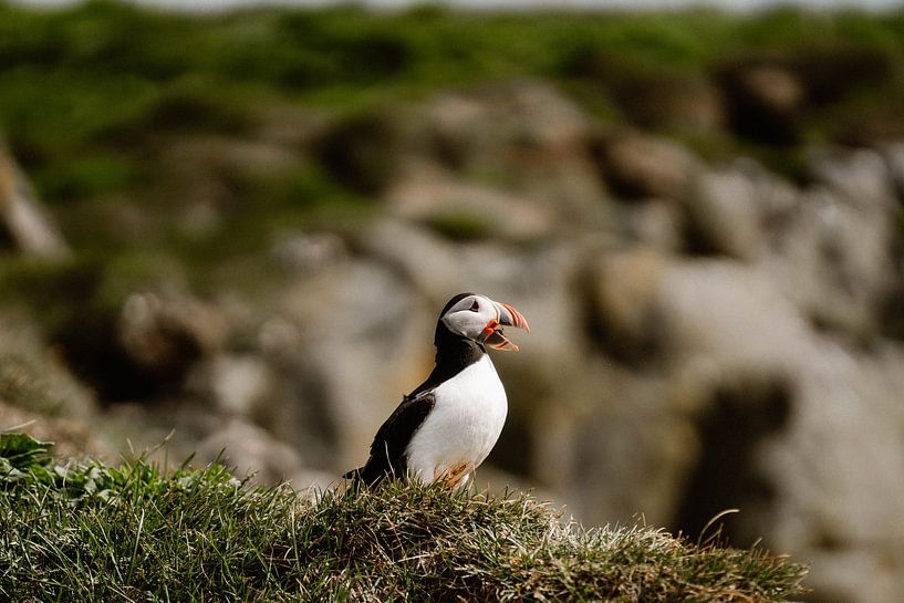 Papegaaiduiker in IJsland van Inge de Lange