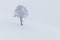 Tree in snow