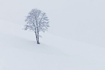 Boom in sneeuw van Rene van Heerdt