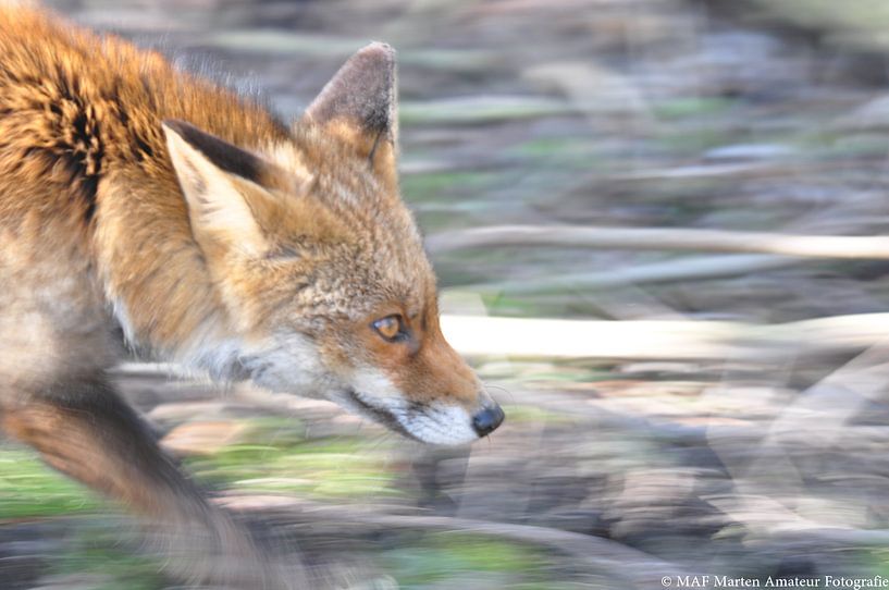 snelle vos ook in de oostvaardersplassen by Marten Wieringa