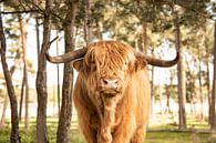 Schotse Hooglander in het bos van Karin Bakker thumbnail