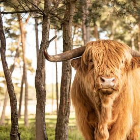 Schottischer Highlander in den Wäldern von Karin Bakker