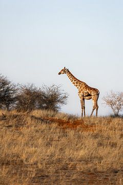 Giraffe in de Kalahari (Afrika) van Anouk Kooiman