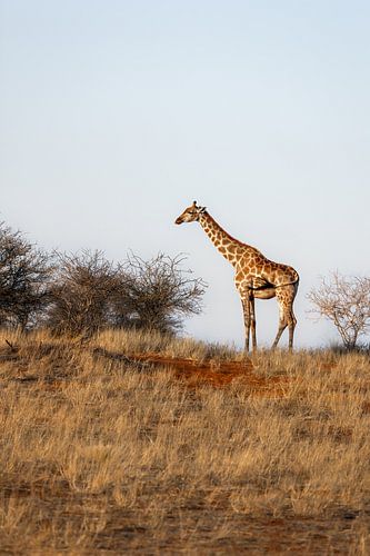 Girafe dans le Kalahari (Afrique) sur Anouk Kooiman
