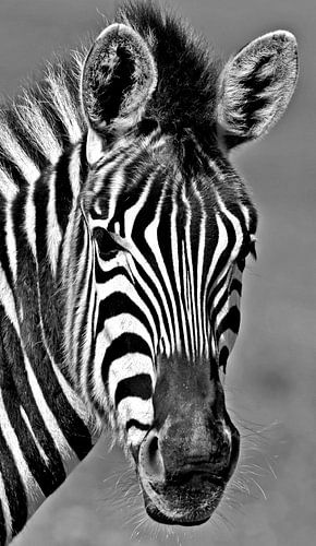 Portrait eines Zebras monochrome