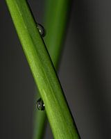 Druppels Op Groen