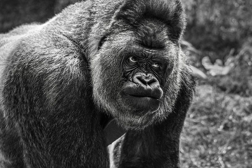 Porträt eines Gorillas in Nahaufnahme von Chi