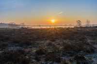 Sunrise over the Hoorneboeg heath Hilversum