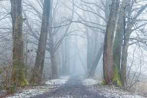Allée d'arbres brumeuse en hiver