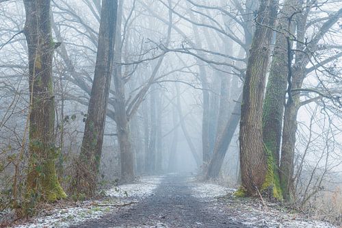 Mistige bomenlaan in de winter