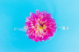 top view by Margriet Hulsker