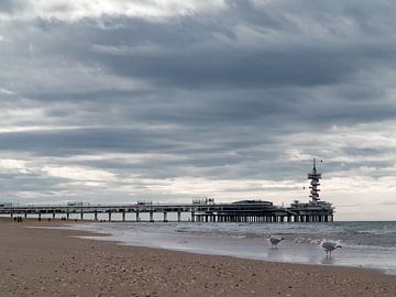 Les mouettes sur la plage sur Jim van Iterson