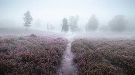 Autumn morning on the heath by Nils Steiner