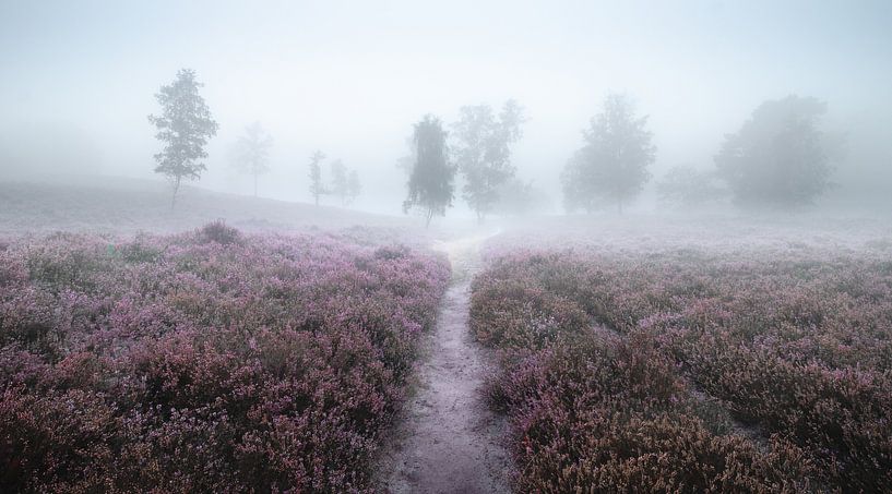 Autumn morning on the heath by Nils Steiner