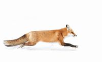 Red Fox on the run - Algonquin Park
