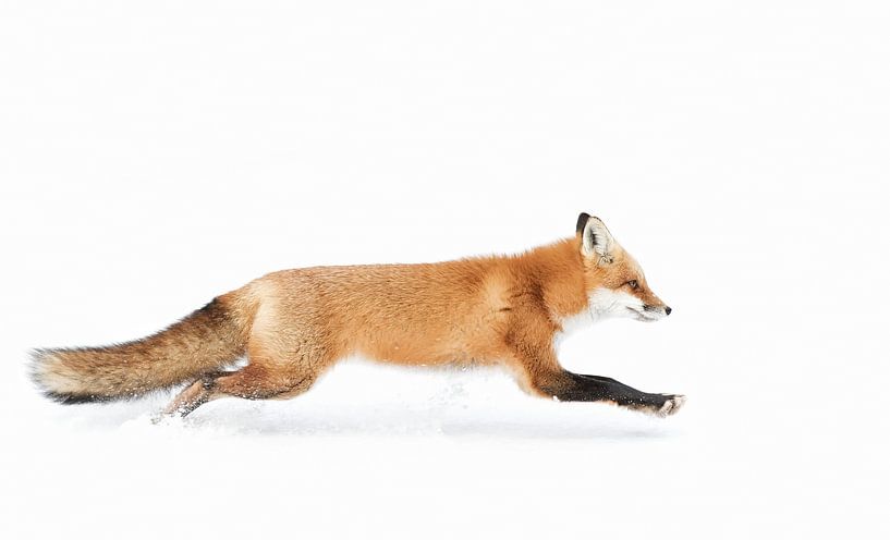 Red Fox on the run - Algonquin Park by Jim Cumming