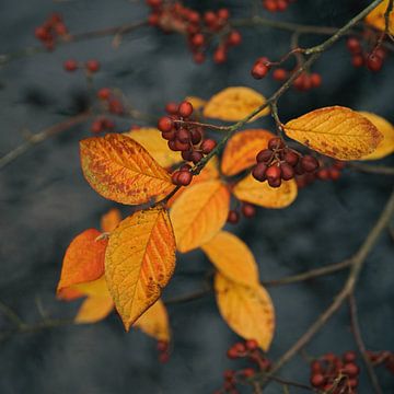 Orange leaves with berries. by Saskia Schotanus