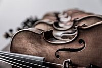 Violen close-up