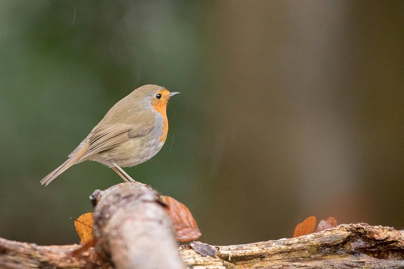 Robin by Karin van Rooijen Fotografie