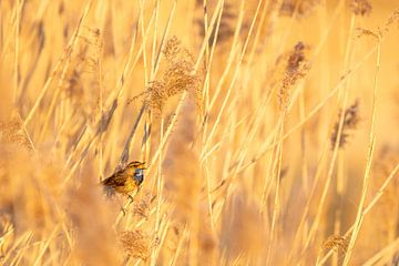 Blauwborst in het riet van John Goossens Photography