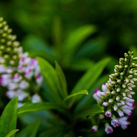 Aufgehende Blume von Dianne Peeters