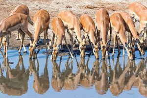 Impalas at the waterhole by Angelika Stern