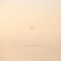 oies dans la brume du matin dans le parc national weerribben wieden