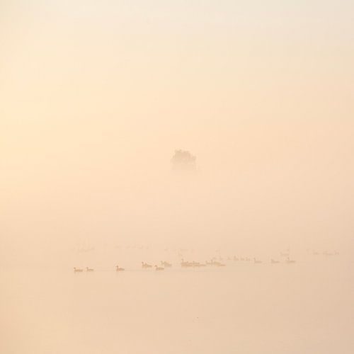ganzen in de ochtendmist in nationaal park weerribben wieden