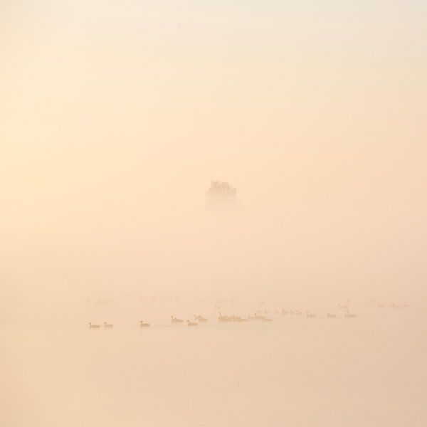 geese in the morning mist in national park weerribben wieden by anton havelaar