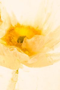 Weißer Mohn, orange koloriert