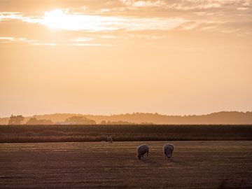 Texeler Schafe in der goldenen Stunde von Mr White Takes Pictures