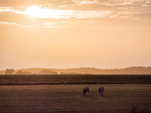 Texelse Schapen In Het Gouden Uur