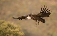 Vale gier / Griffon vulture by Pascal De Munck thumbnail