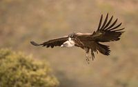 Vale gier / Griffon vulture
