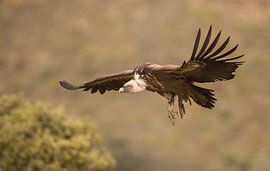 Vale gier / Griffon vulture van Pascal De Munck