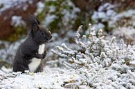 Oachkatzl (eekhoorn) in de winter van Andreas Müller thumbnail