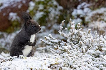Oachkatzl (Eichhörnchen) im Winter