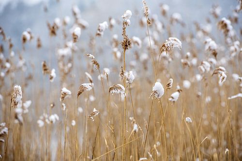Rietpluimen in de winter