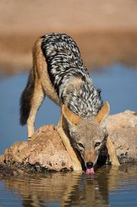 Trinkender Schabrackenschakal (Canis mesomelas) im späten Abendlicht